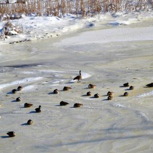 GEESE HUNKER DOWN after the storm to keep warm on the frozen Saugus River, except for their sentinel who stands to keep watch-2