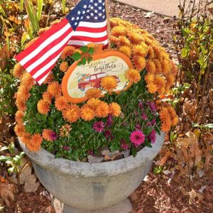 Golden chrysanthemums bloom in a pot-2