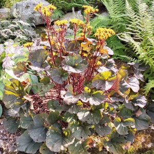 Golden ray blooms in Dee LeMay’s garden above bold textured foliage. (Photo courtesy of Dee LeMay)