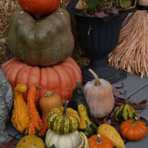 Gourds and pumpkins of varied sizes on the porch are a symbol of fall abundance and a popular decoration leading up to Thanksgiving. (Photo courtesy of Laura Eisener)