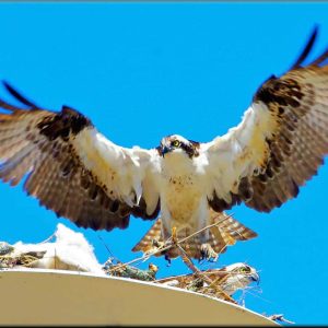 HOME IS HERE An osprey couple has found the nesting platform along the bike trail in Saugus-2