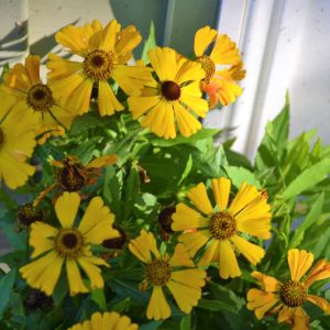 Helenium is an attractive native perennial (2)-2