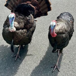 INTIMIDATING BIRDS: This pair of mischievous wild turkeys is part of gang that loves to raise havoc around local apartments. (Courtesy photo by Joanie Allbee)