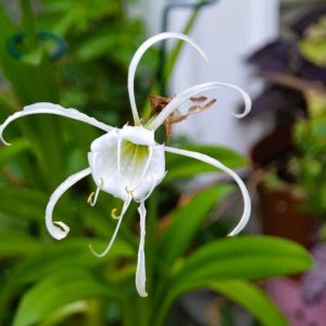 It is easy to see where the shape of the flower inspired the name spider lily for this summer blooming bulb. (Photo courtesy of Laura Eisener)