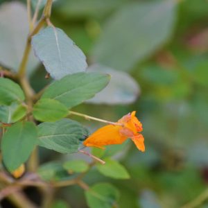 Jewelweed-2