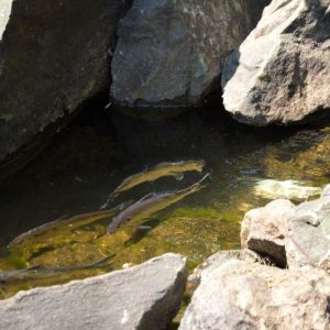 Herring in Horn Pond (Courtesy photo)