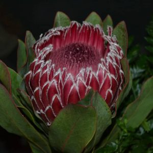 KING PROTEA Indoors, we can still enjoy this flower from the other side of the world Also called Sugarbush or Honeypot, this is the national flower of South Africa-2