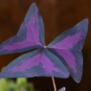 LAST YEAR’S SHAMROCKS in my window showing varied colors in its triangular leaves-2