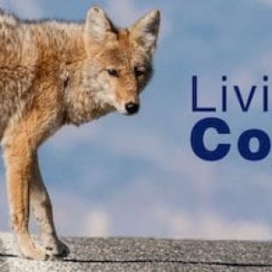 LIving with Coyotes