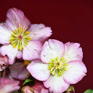 Lenten roses, which are among the earliest perennials to bloom in our climate, are blooming indoors now but can be planted outside once the ground thaws. (Photo courtesy of Laura Eisener)