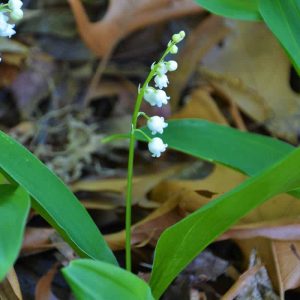 Lily of the valley-2