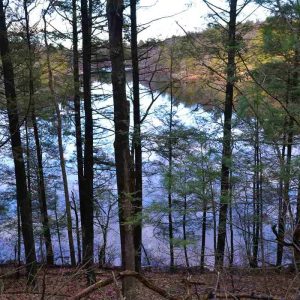 Looking through the trees-2