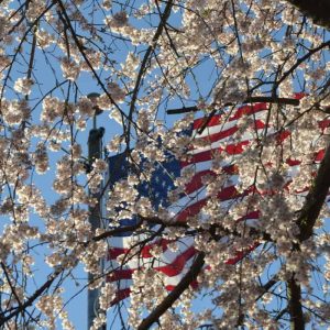 Looking up into the cherry blossoms, you can see Old Glory waving through the branches. (Photo courtesy of Laura Eisener)