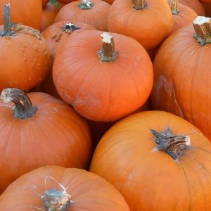 MORE CHOICES: Pumpkins at the annual Pumpkin Patch at First Congregational Church in Saugus Center after the Sunday delivery of the last Pumpkin Truck. (Courtesy photo to The Saugus Advocate)