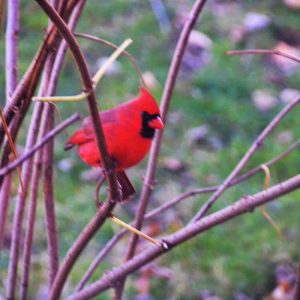 Male cardinal on elderberry branch-2