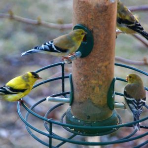 Male goldfinches are changing-2