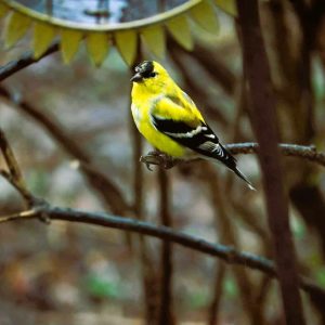 Male goldfinches have almost completely changed to their bright breeding season plumage. (Photo courtesy of Laura Eisener)