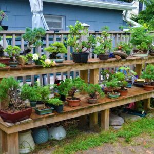 Many bonsai trees in various stages of training line Alex Manoogian’s back porch. (Courtesy photo to The Saugus Advocate by Laura Eisener)