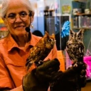 Marcia Wilson holds two eastern screech owls (Megascops asio). (Photo courtesy of Laura Eisener).
