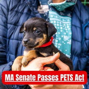 Mass. Senate Passes PETS Act - 1
