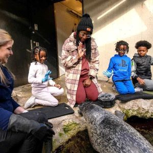 Meet and Greet with Atlantic Harbor Seals-2