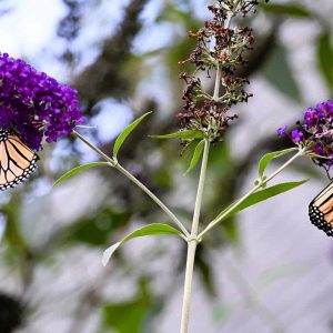 Migrating monarchs got some sustenance for their long flight at my butterfly bush on Monday. (Photo courtesy of Laura Eisener)