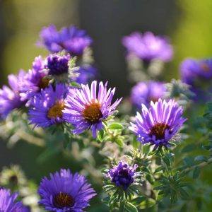 New England Aster blooming-2