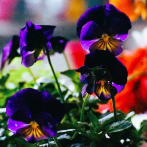 ‘Northern Lights’ pansy is a new variety with blue-purple and yellow blossoms. (Photo courtesy of Laura Eisener)