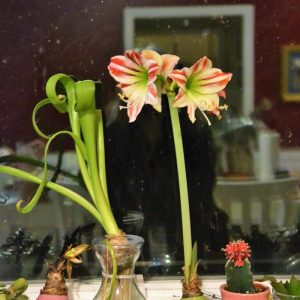 ON THE CLUTTERED WINDOWSILL the green waxed amaryllis bulb has produced a nicely flowering stalk for the second year in a row-2