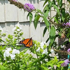 One of the first monarch butterflies to arrive in a Saugus garden this year is this one in the phlox at Julia Aston’s garden. (Photo courtesy of Julia Aston)