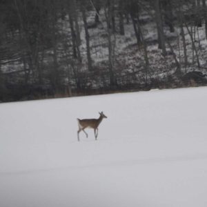 One of the four deer we saw crossing Birch Pond on Monday afternoon stopped long enough for a picture. (Photo courtesy of Laura Eisener)