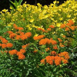 Orange butterfly weed and yellow sundrops bloom in the Sayles garden this week. (Photo courtesy of Laura Eisener)