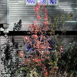 Orange fall foliage on a smoke tree beside the Appleton-Taylor-Mansfield House at the Saugus Iron Works National Historic Site stands out against the dark background. (Photo courtesy of Laura Eisener)