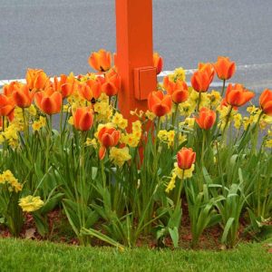 Orange tulips and yellow daffodils-2