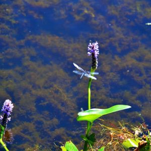 PICKERELWEED AT POND EDGES-2