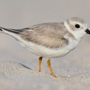 A piping plover on a beach (Courtesy of allaboutbirds.org)