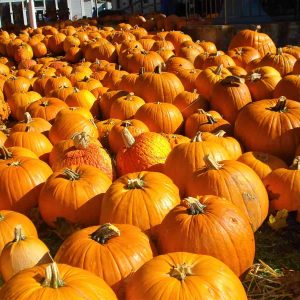 Pumpkins of all sizes-2