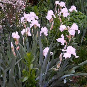 Pure white ‘Immortality’ iris is blooming now and will rebloom in fall. (Photo courtesy of Laura Eisener)
