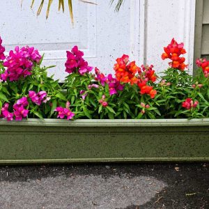 These purple and orange snapdragons in a container are annuals that tolerate cool weather and can be enjoyed from midspring to late fall. (Photo courtesy of Laura Eisener)