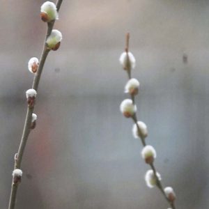 Pussy willow catkins are among the first flowers to bloom in the spring. (Photo courtesy of Laura Eisener)