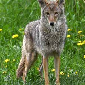 QUESTIONS ABOUT COYOTES? If you want answers, register for a special presentation sponsored by the Town of Saugus to be held Tuesday, Sept. 24 at 6 p.m. at the Saugus Public Library. (Courtesy photo to The Saugus Advocate)