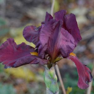 Reblooming bearded iris ‘Bernice’ blooms in my garden in Lynnhurst this week. Bearded iris is the symbol of the Saugus Garden Club. (Photo courtesy of Laura Eisener)