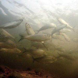 River Herring in the Mystic_Credit Patrick Herron