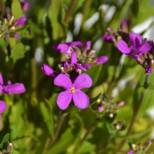 Rock cress is a great plant-2