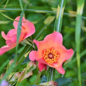 Rosa ‘Ringo All-star’ is a reblooming single rose that changes from pink to apricot shades as it blooms. (Courtesy photo to The Saugus Advocate by Laura Eisener)