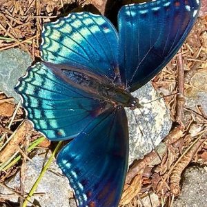 SHE’S A BEAUTY: Red-spotted purple butterfly (Limenitis arthemis astyanax) took a rest this week. (Courtesy photo to The Saugus Advocate by Joanie Allbee)