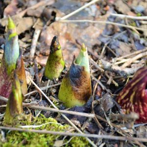 SKUNK CABBAGE is beginning to bloom along the river at Saugus Ironworks-2