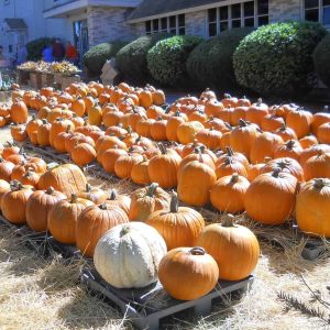 SNEAK PEEK AT A PUMPKIN PATCH: The lawn of First Congregational Church in Saugus Center will look like this tomorrow (Saturday, Sept. 23) after the “Pumpkin Truck” gets unloaded. Volunteers are needed that day to help. Pumpkins of all sizes will be available for purchase until Halloween. (Courtesy photo to The Saugus Advocate)