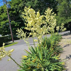 SPECTACULAR YUCCA FLOWERS (2)-2