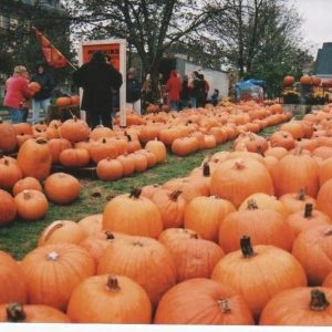 STILL STOCKED: Pumpkins of all sizes will be available for purchase at the First Congregational Church’s “Pumpkin Patch” in Saugus Center through Halloween. (Courtesy photo to the Saugus Advocate)